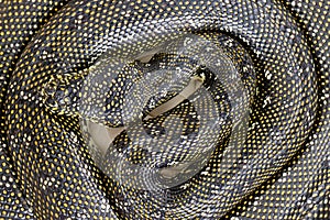 Diamond Python