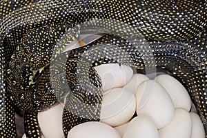 Diamond Python laying eggs