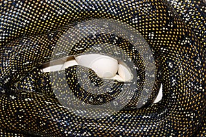 Diamond Python laying eggs
