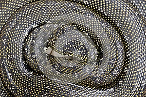 Diamond Python laying eggs