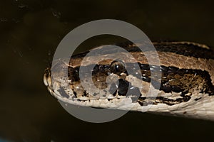 Diamond Python Morelia spilota