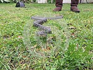 A diamond python, Morelia spilota, kep as pet sliding in the grass with the owners feet in the background