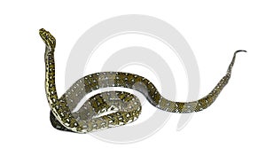 Diamond python moving up, Morelia spilota spilota