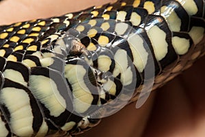 Diamond Python scales