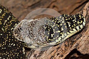 Diamond Python sloughing photo