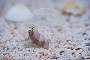 A diamond ring presented on a sea shell photo