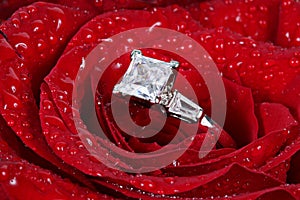 Diamond ring in red rose