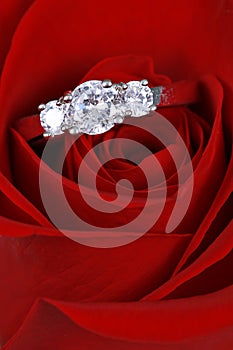 Diamond ring in red rose