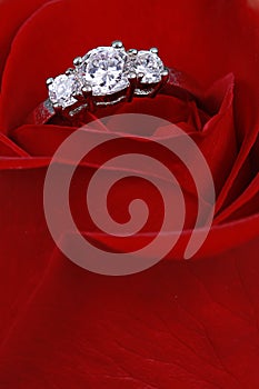 Diamond ring in red rose