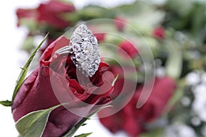 Diamond ring rose.