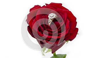 Diamond ring in a Rose