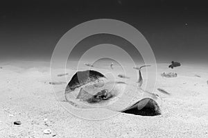 Diamond stingray (Dasyatis brevis), feeding in the sand