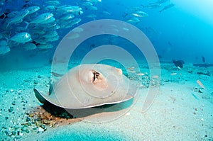 Diamond stingray (Dasyatis brevis), feeding in the sand