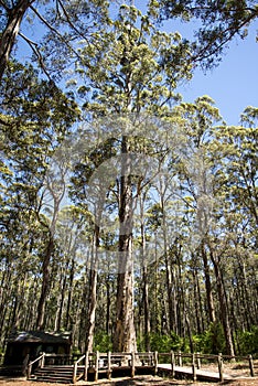 Diamond Tree for climbing near Pemberton photo