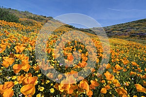 Diamond Valley Lake Wildflower