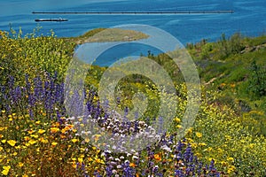 Diamond Valley Lake wildflowers