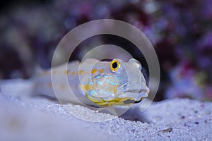 Diamond Watchman Goby