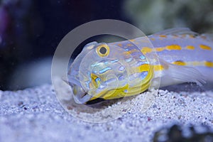 Diamond Watchman Goby with open mouth