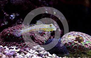 Diamond Watchman Goby - Valenciennea puellaris