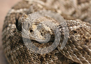 Diamondback - 1