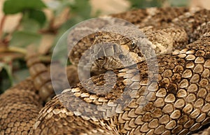 Diamondback - 4