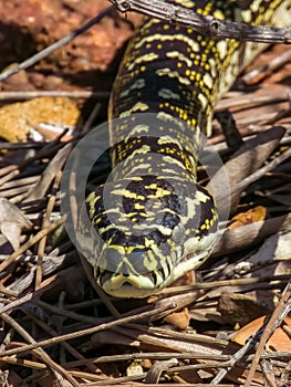 Diamondback Carpet Python in NSW Australia