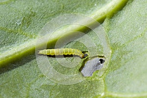 Diamondback moth larvae feeding on brassica
