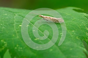 Diamondback Moth - Plutella xylostella