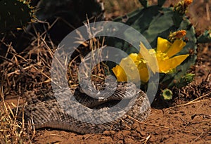 Diamondback Rattlesnake