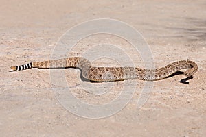 Diamondback Rattlesnake Slithering Across the Desert