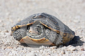 Diamondback Terrapin