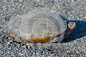 Diamondback Terrapin