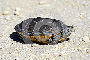 Diamondback Terrapin photo