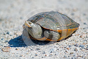 Diamondback Terrapin