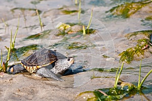 Diamondback Terrapin