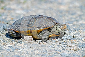 Diamondback Terrapin