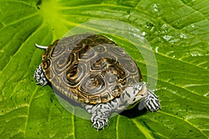 Diamondback Terrapin isolated on a green leaf.