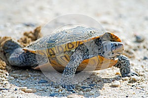 Diamondback Terrapin Laying Eggs