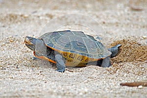 Diamondback Terrapin Laying Eggs