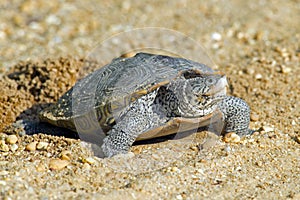 Diamondback Terrapin Laying Eggs