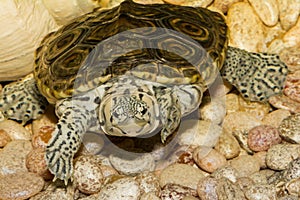 Diamondback Terrapin Malaclemys terrapin