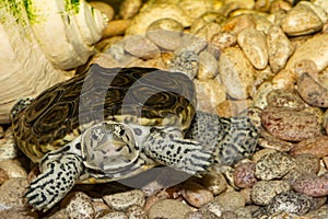 Diamondback Terrapin Malaclemys terrapin