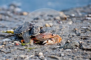 Diamondback Terrapin (Malaclemys terrapin)