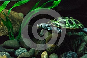 Diamondback terrapin Malaclemys terrapin turtle
