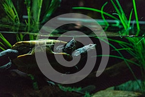 Diamondback terrapin Malaclemys terrapin turtle