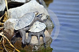 Diamondback Terrapin's