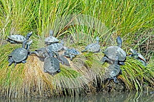 Diamondback Terrapin's