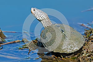 Diamondback Terrapin's