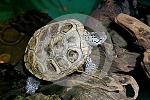 Diamondback terrapin tortoise