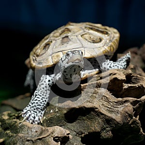 Diamondback terrapin tortoise